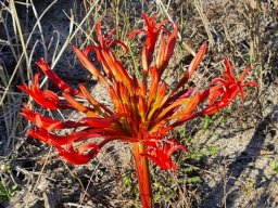 Brunsvigia orientalis flatheaded phase